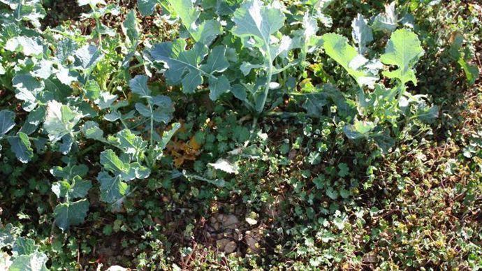 Mozzar confirme, selon Corteva, son très bon niveau d’efficacité sur un large spectre de dicotylédones, et en particulier sur géraniums (photo), coquelicots, gaillets, bleuets et chardon-marie. © B. CAILLIEZ